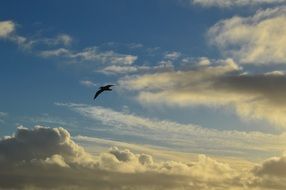 seagull flying in Cloud sky