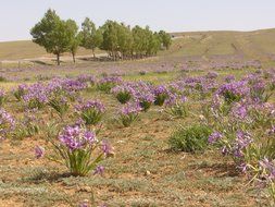 irises on a field in mongolia