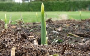 sprout growing