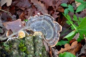 tree mushroom against the background of autumn foliage