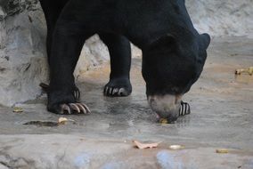 black bear wildlife