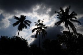 silhouettes of palm trees against the backdrop of a stormy sky