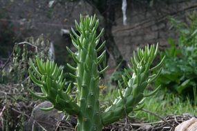 green cactus in nature