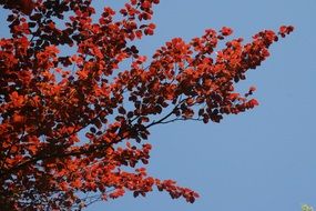 red leave tree in spring