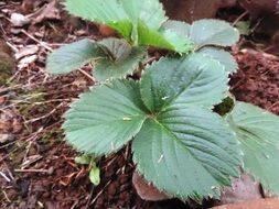 green leaves of wild strawberry grow in the forest
