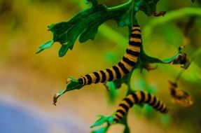 amazing butterfly caterpillar