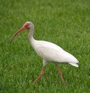 closeup photo of tropical white ibis on a green lawn