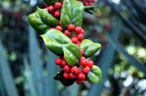 red holly berries on a branch