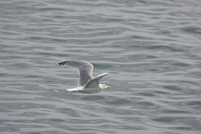 Seagull flying over sea surface