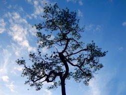 silhouette of a pine on a background of blue sky
