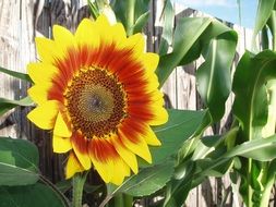 sunflower multicolored