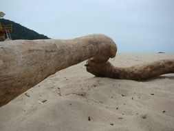 trunk on a sand