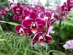 burgundy orchid flower blossom