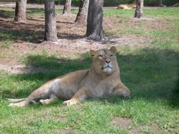 lioness in Serengeti National Park