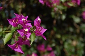 bright purple flowers in nature