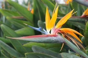 exotic plant bird of paradise