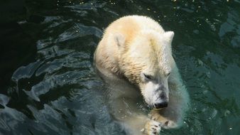 polar bear in the water at the zoo close up