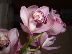 blooming pale pink orchid close up