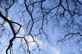 winter tree branches against blue sky