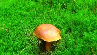 chestnut mushroom in green moss