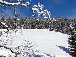 conifers on a hill in winter on a sunny day