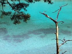 tree trunk near the lake