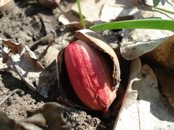 red acorn on foliage