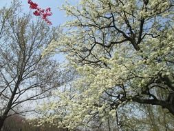 white flowering cherry tree in the park