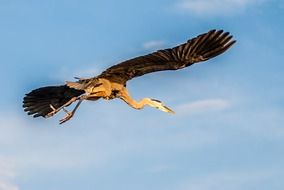 flying blue heron