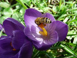 Bee on yellow pistil of the purple crocus