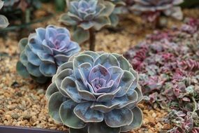 beatuful cactus plants