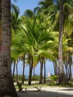 Landscape of palm trees in San Andreas