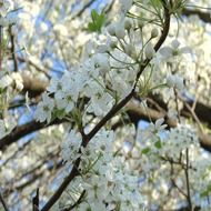cleveland pear tree