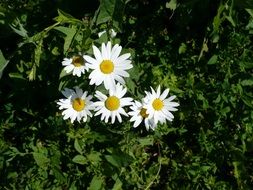 a cluster of daisies on a green field