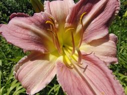 picture of the hemerocallis daylily flower