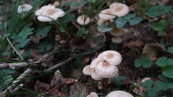 White and brown wild mushrooms in autumn