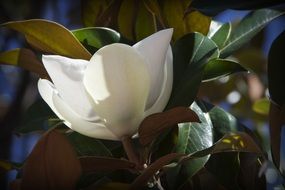 white wild flower in spring close-up