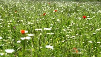 green field with wildflowers