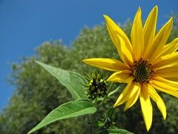 amazing sunflower blossom