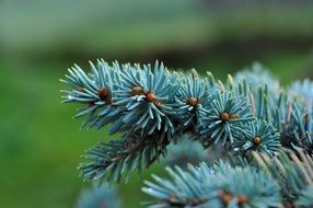 dwarf blue fir