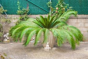 potted young palm tree