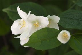 natural white flowers in spring