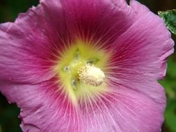 pink mallow flower close up