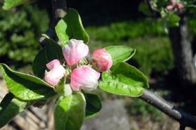 apple tree pink buds