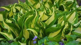 green garden plant in spring