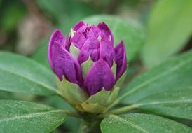 delicate rhododendron bud