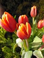 orange and red spring tulips closeup