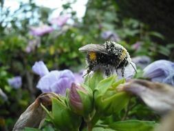 bee in pollen on a flower