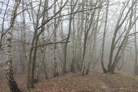 birch forest in the fog