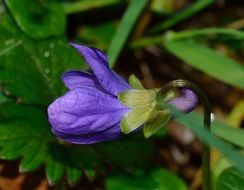 delicate blue bell